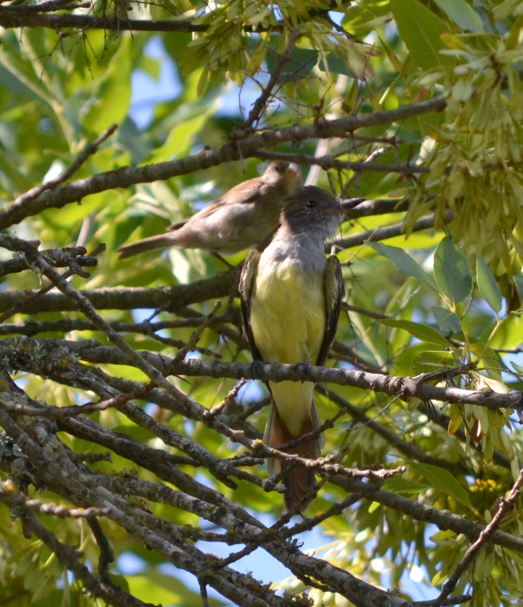 Great Crested Flycatcher - ML66139401