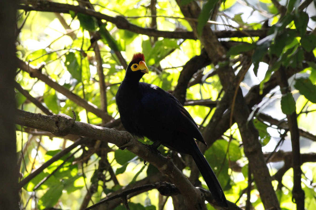 Ross's Turaco - ML66140101