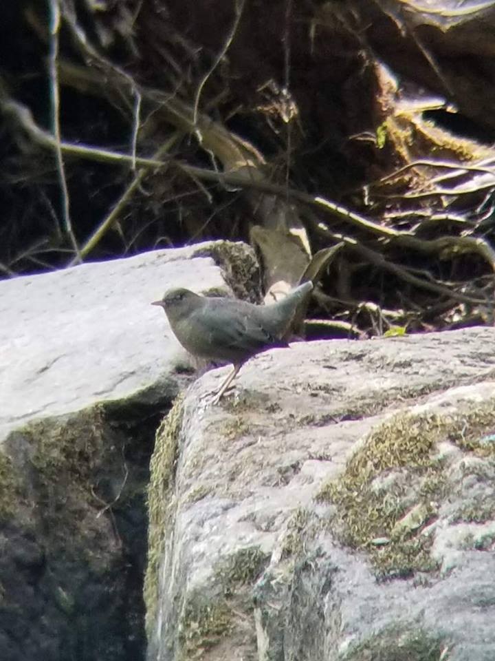 American Dipper - Gabriel Sandoval