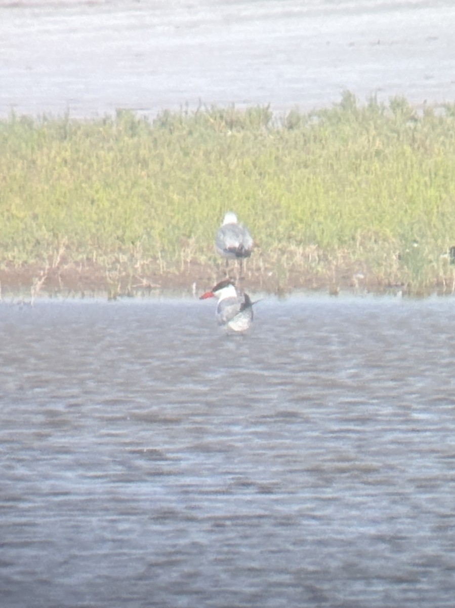 Caspian Tern - ML661402547