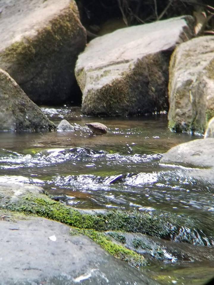 American Dipper - Gabriel Sandoval