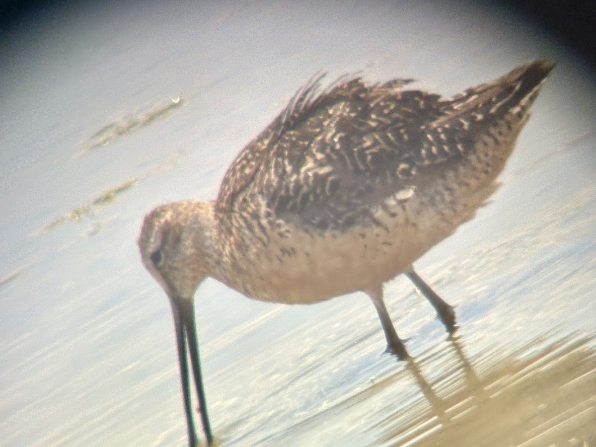 Long-billed Dowitcher - ML661402933