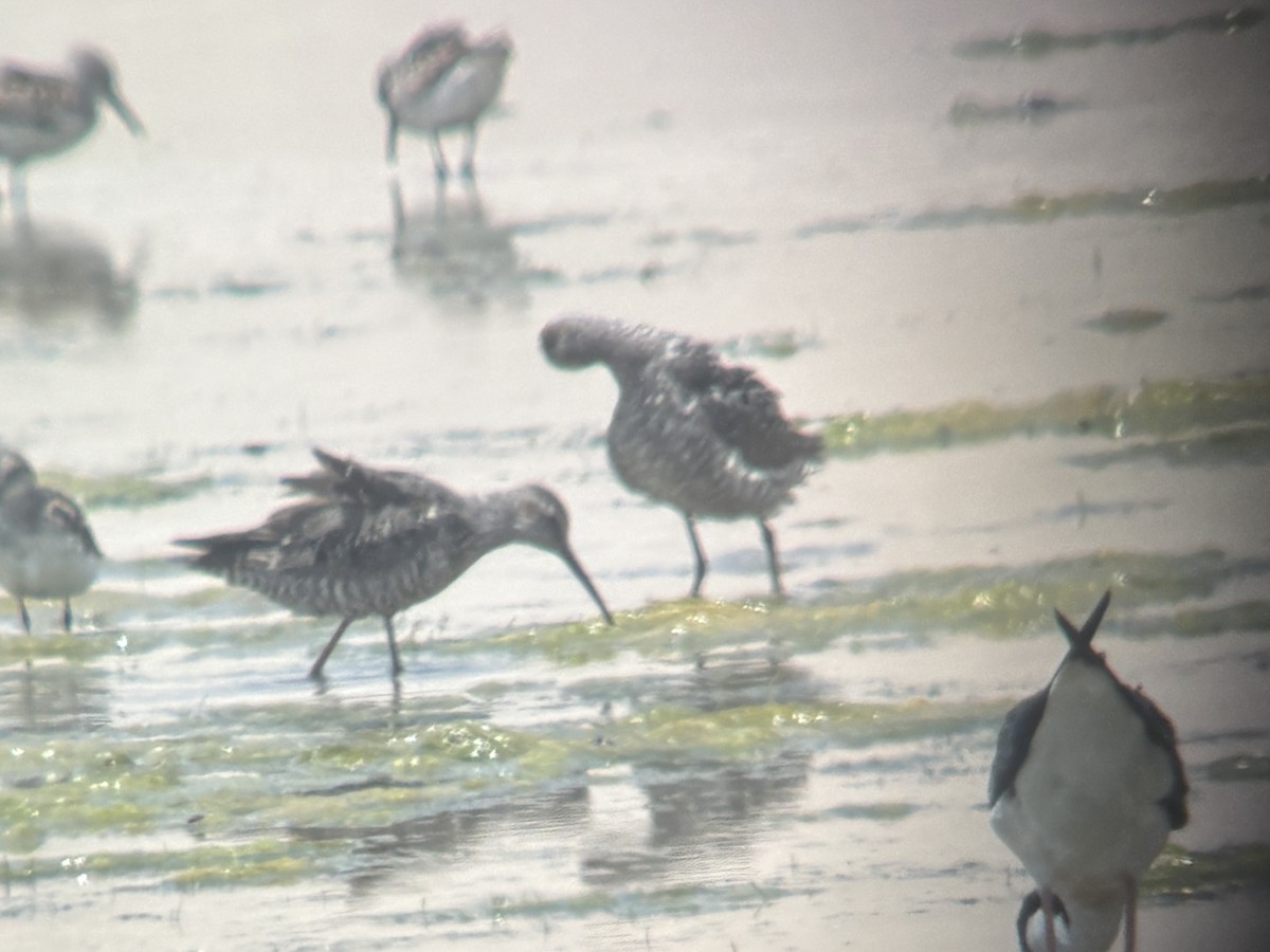 Stilt Sandpiper - ML661402935
