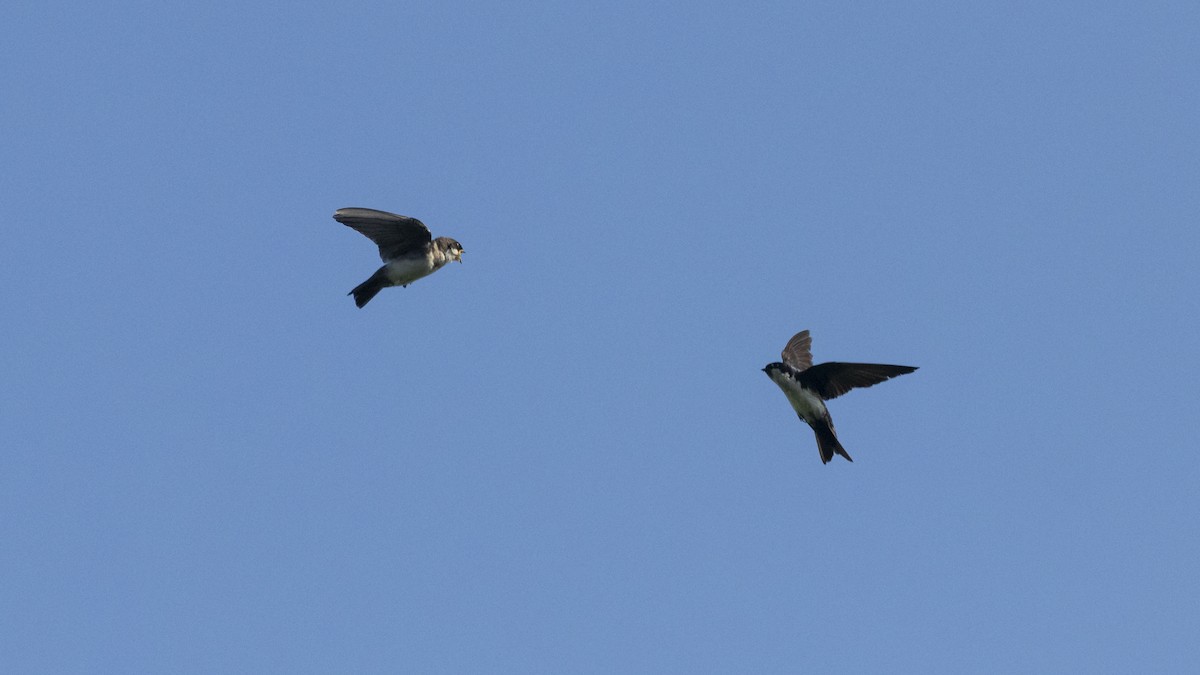 Blue-and-white Swallow - ML661403245