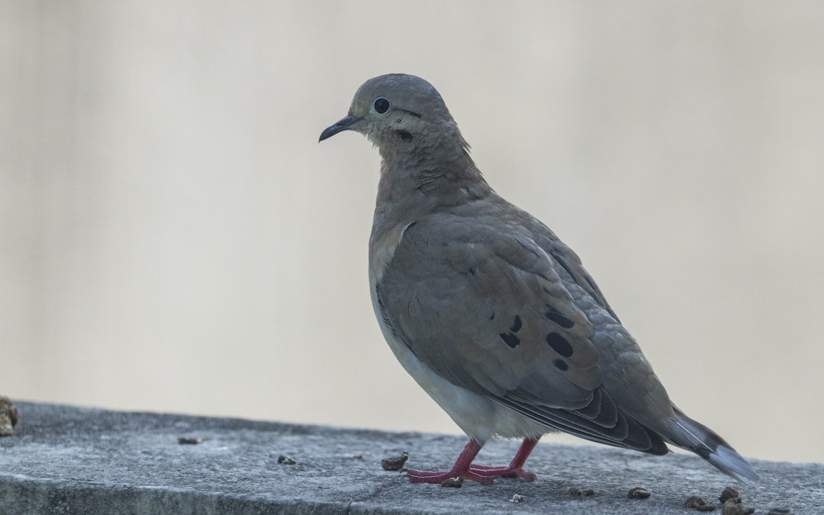 Eared Dove - ML661403573