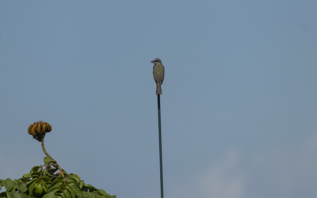 Tropical Kingbird - ML661403707