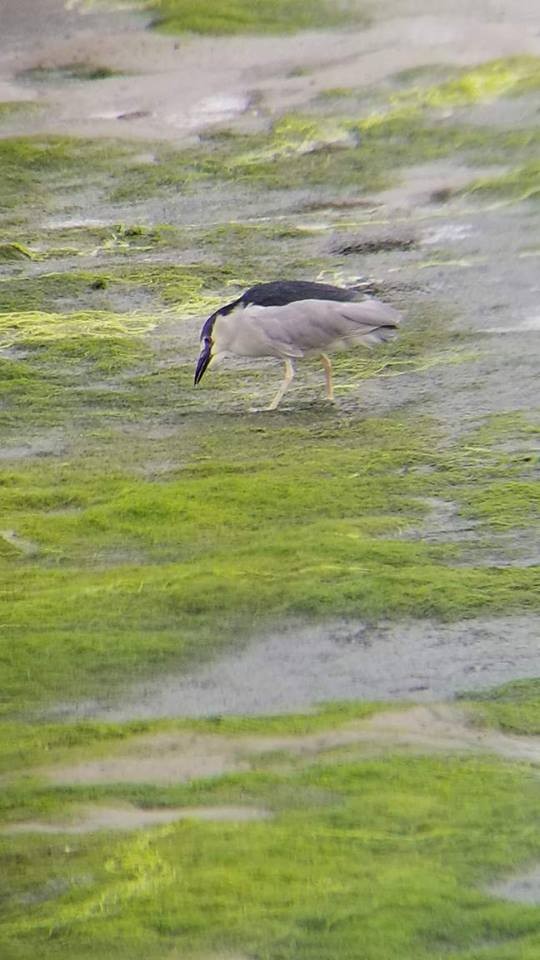 Black-crowned Night Heron - Gabriel Sandoval