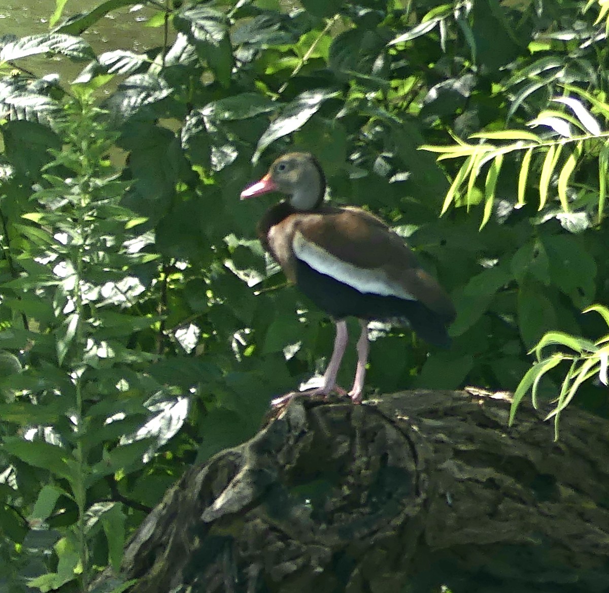 Black-bellied Whistling-Duck - ML66140571