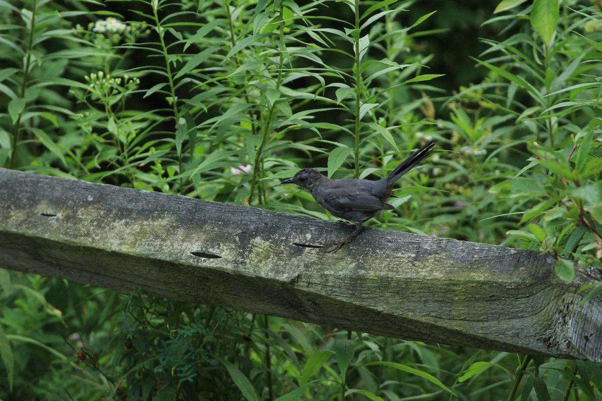 Gray Catbird - Grant Van Horn