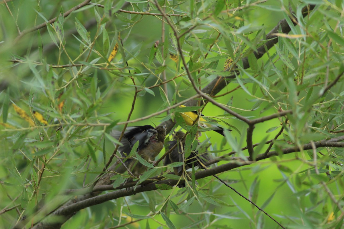 American Goldfinch - ML66140781