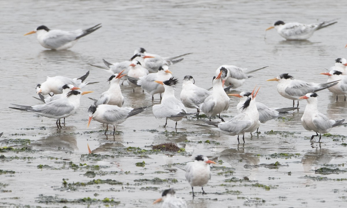 Elegant Tern - ML66141911