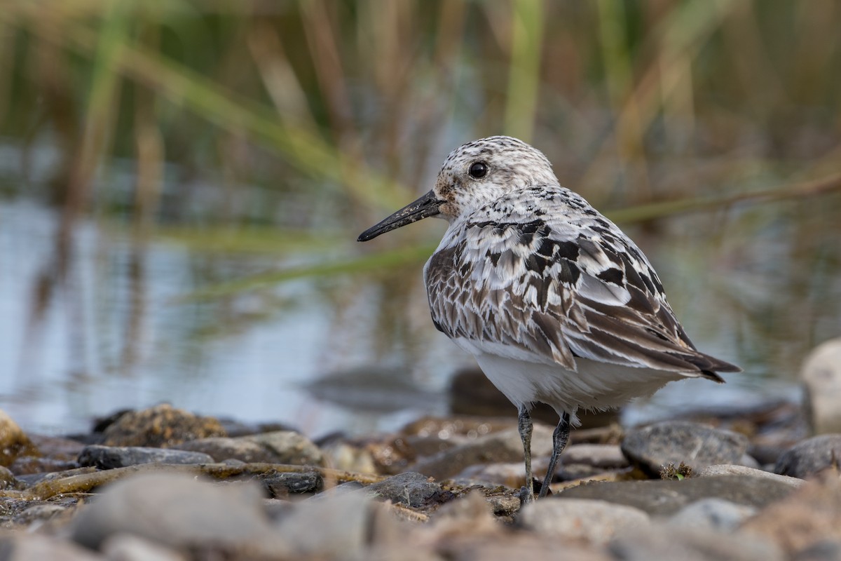 Sanderling - Louis Bevier