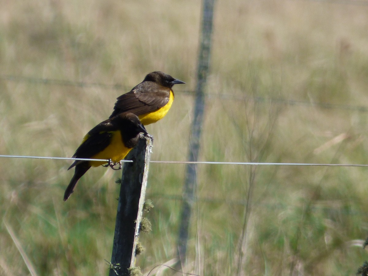 Yellow-rumped Marshbird - ML66144351
