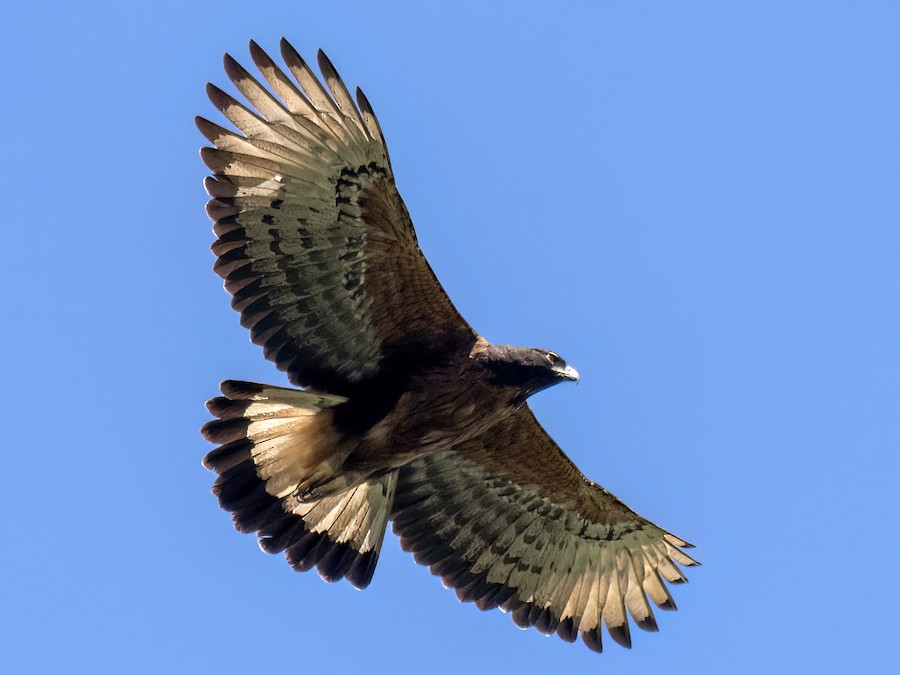 アカクロクマタカ - eBird