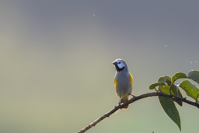 Grey-headed Oliveback (Delacourella capistrata) — best photo, 1 in total