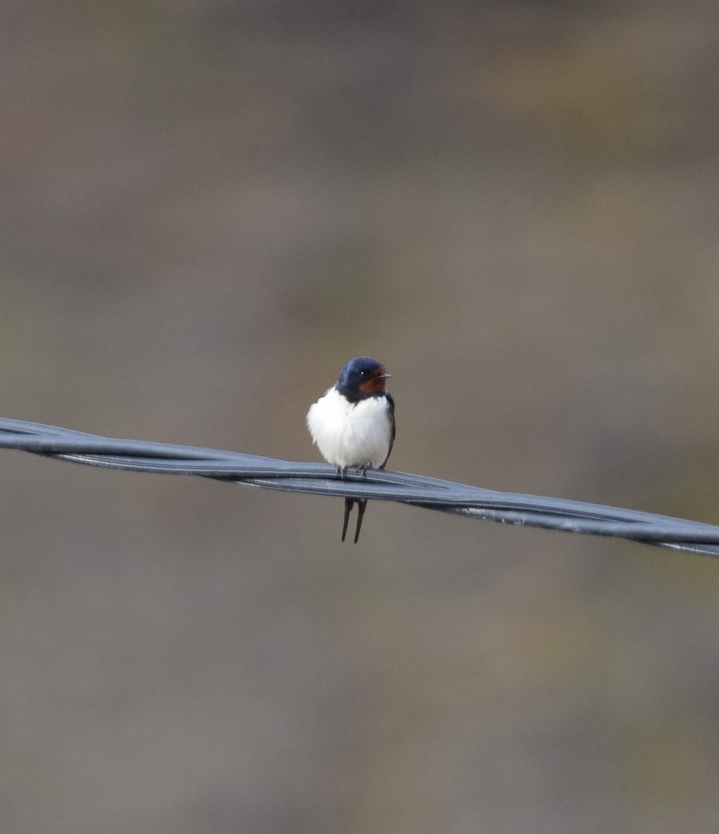 Barn Swallow - ML66146981