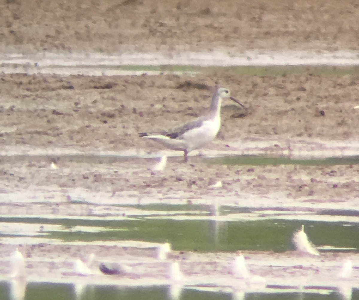 Wilson's Phalarope - ML66147171