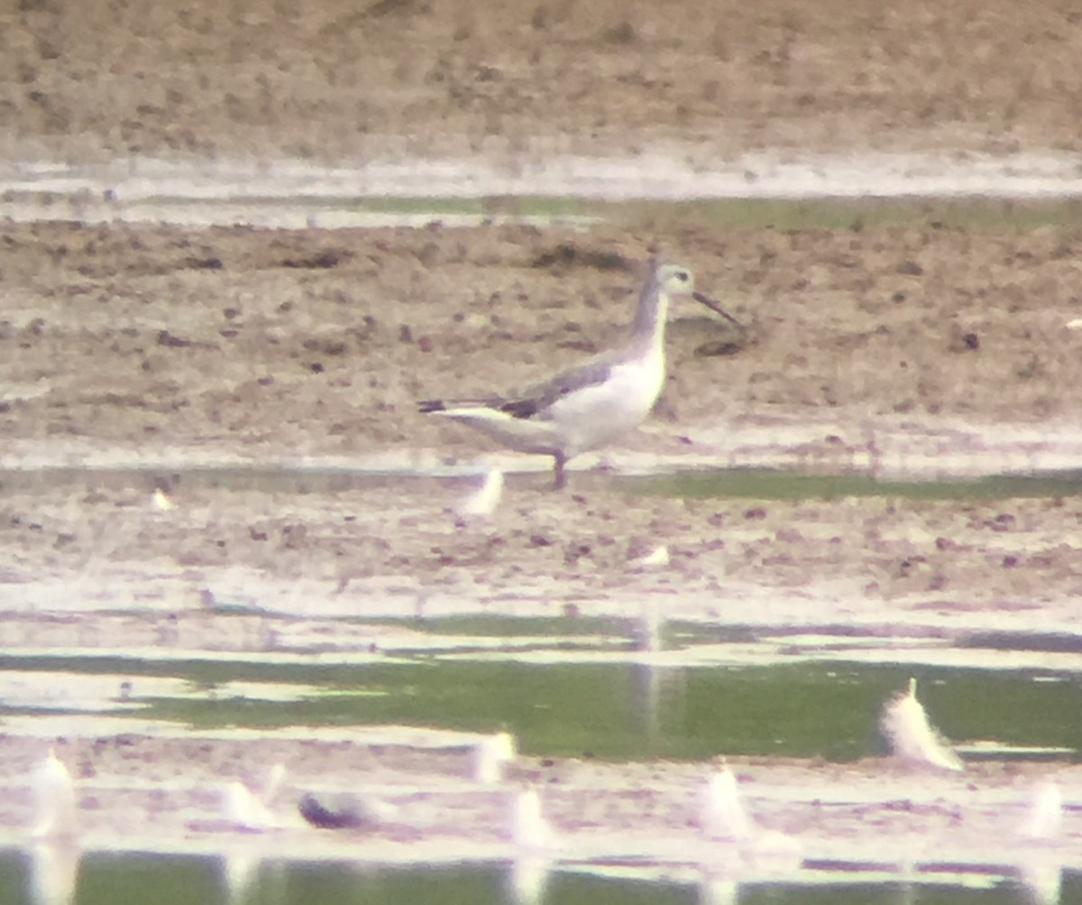 Wilson's Phalarope - Lucas Bobay