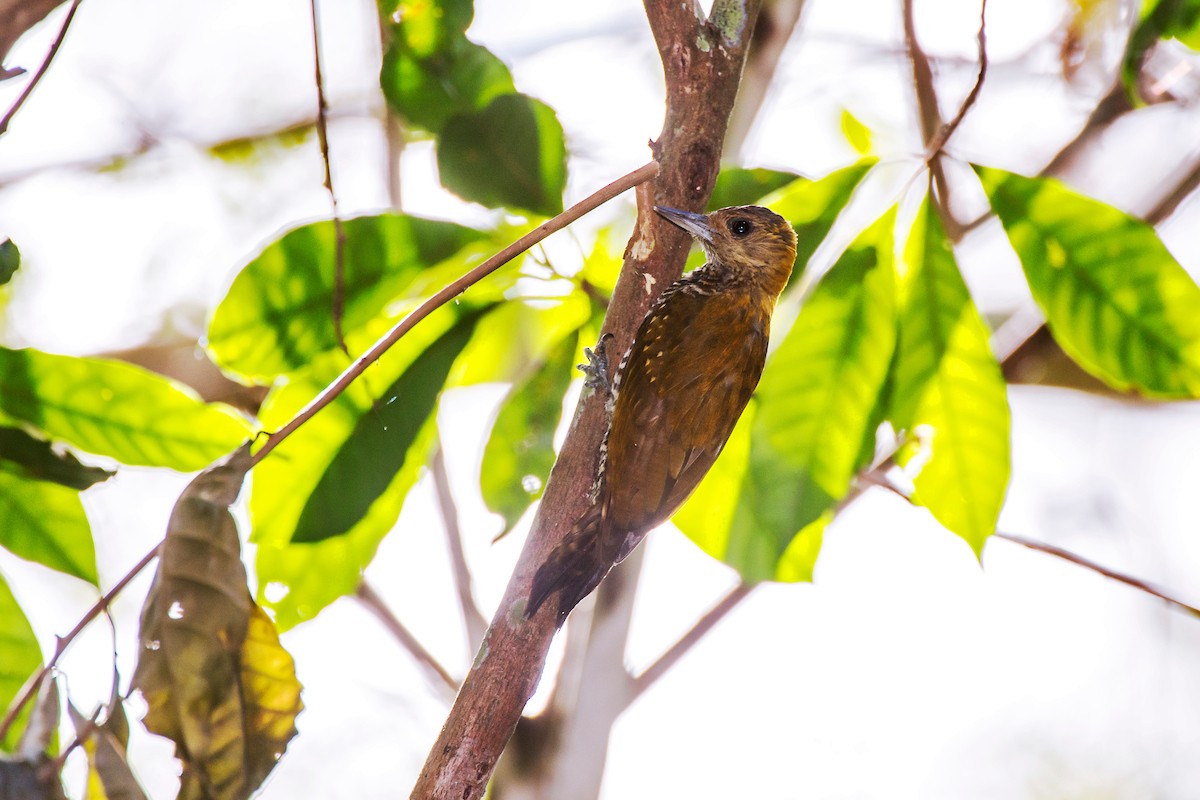 Red-stained Woodpecker - ML66147901