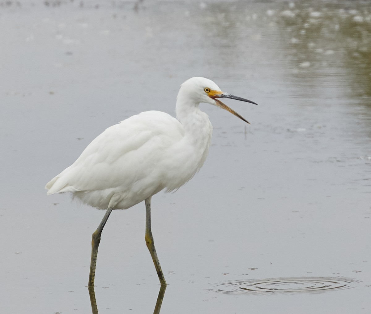 Snowy Egret - Brooke Miller