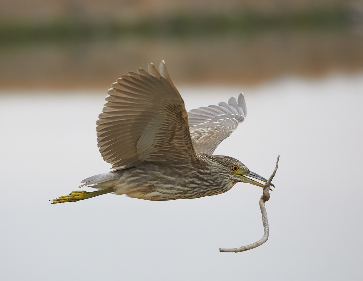 Black-crowned Night Heron - ML66148221