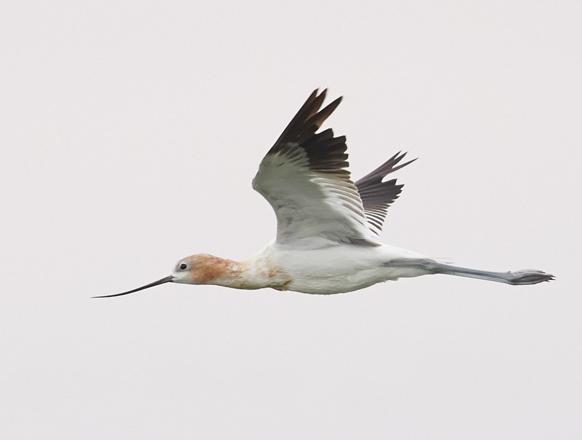 American Avocet - ML66148251