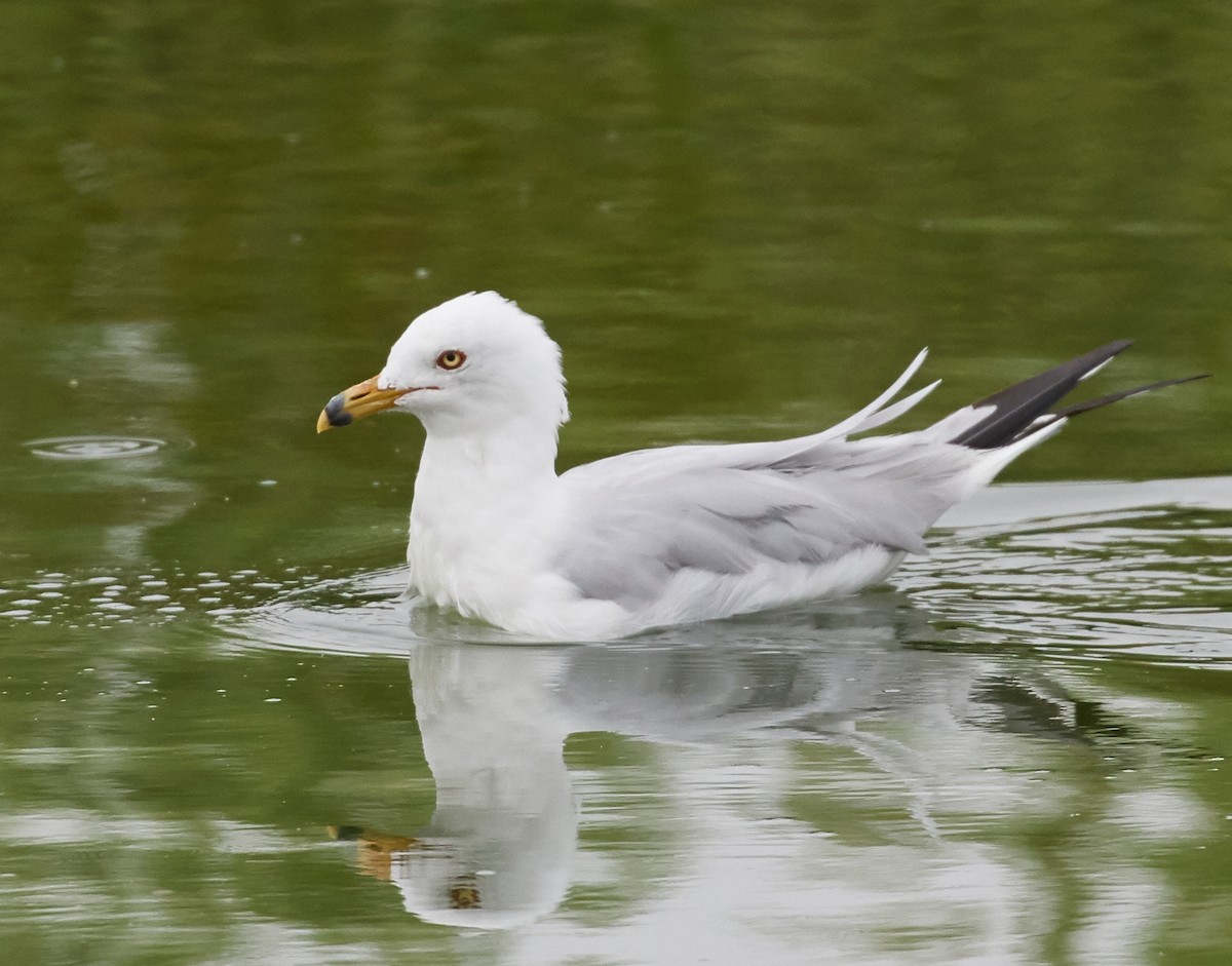 Ring-billed Gull - ML66148321