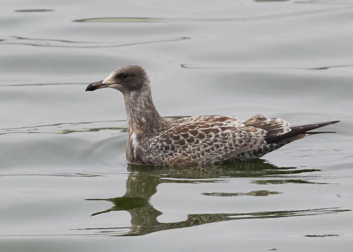 California Gull - ML66148341