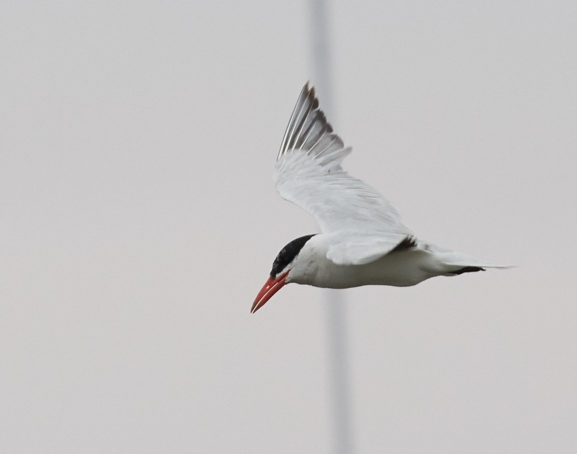 Caspian Tern - ML66148511