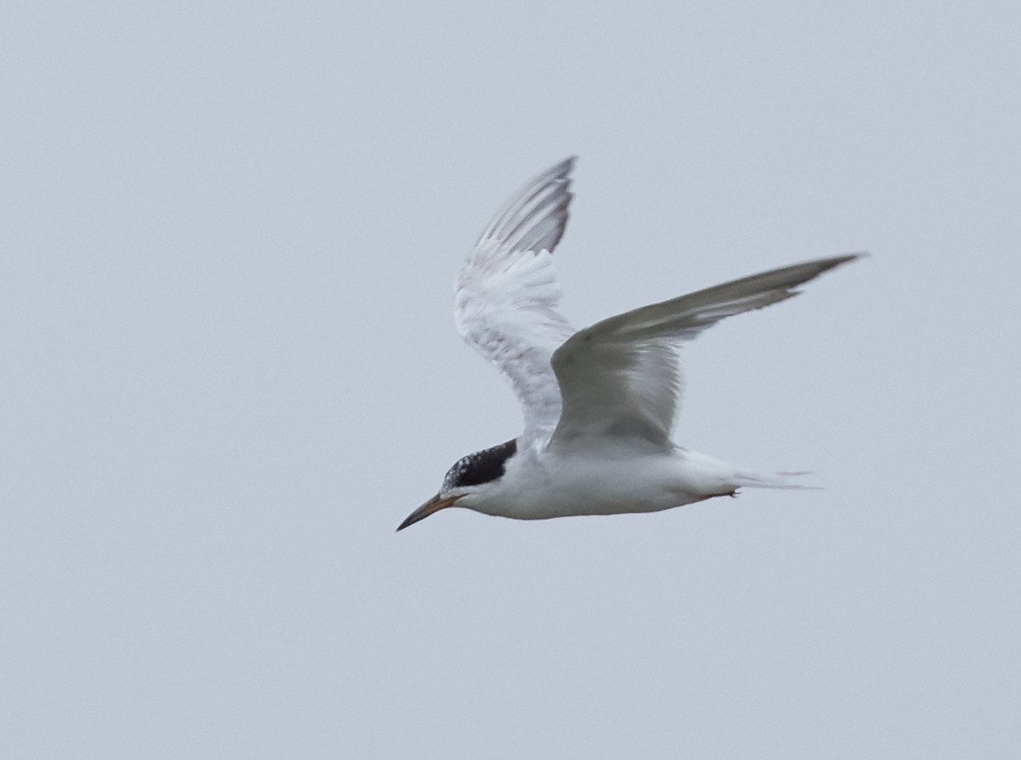 Forster's Tern - ML66148541