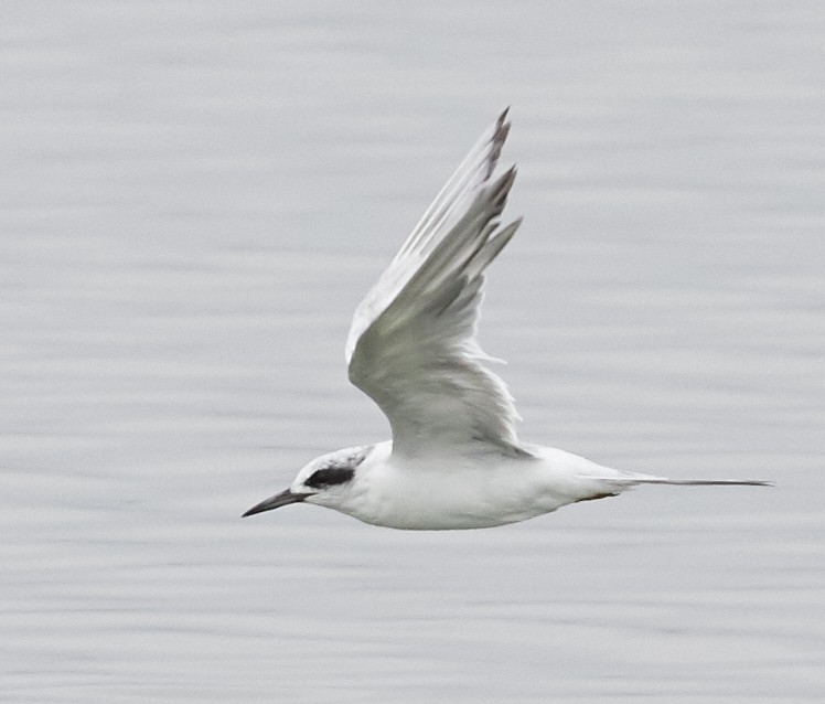 Forster's Tern - ML66148581