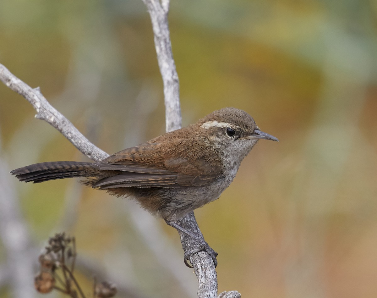 Bewick's Wren - ML66148781