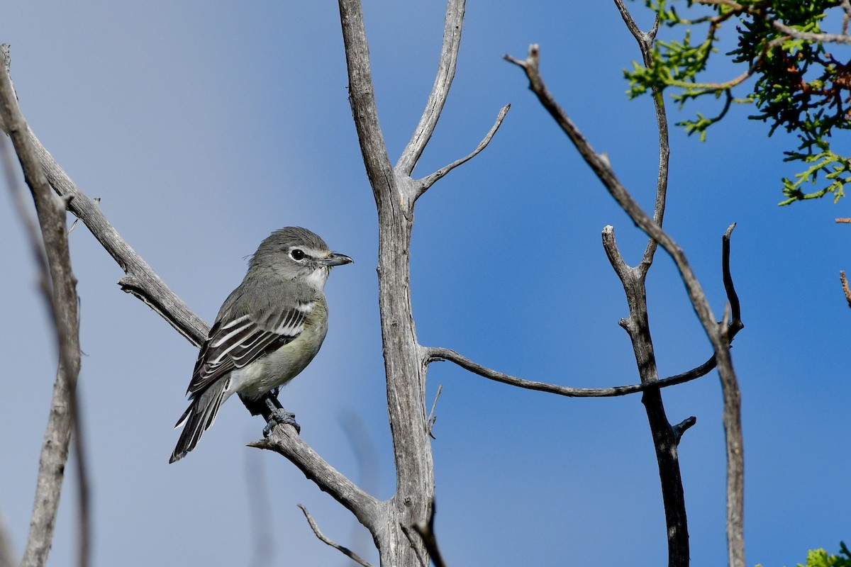 Plumbeous Vireo - Bryan Calk