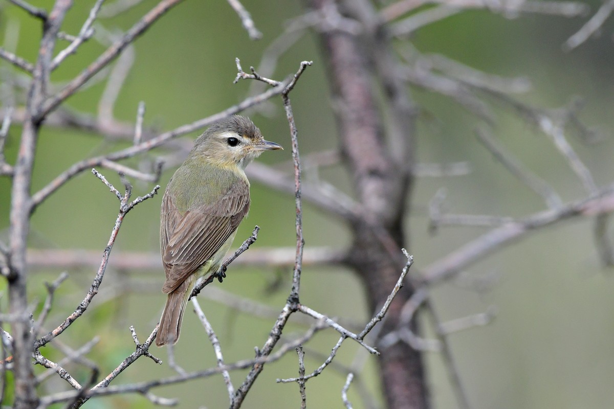 Warbling Vireo - Bryan Calk