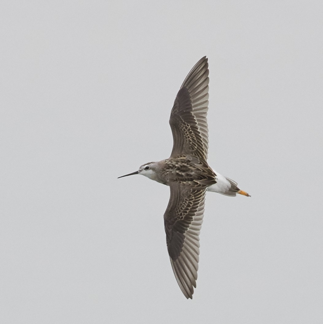 Wilson's Phalarope - ML66148951