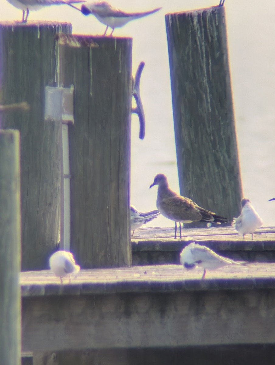 Mouette atricille - ML661490812