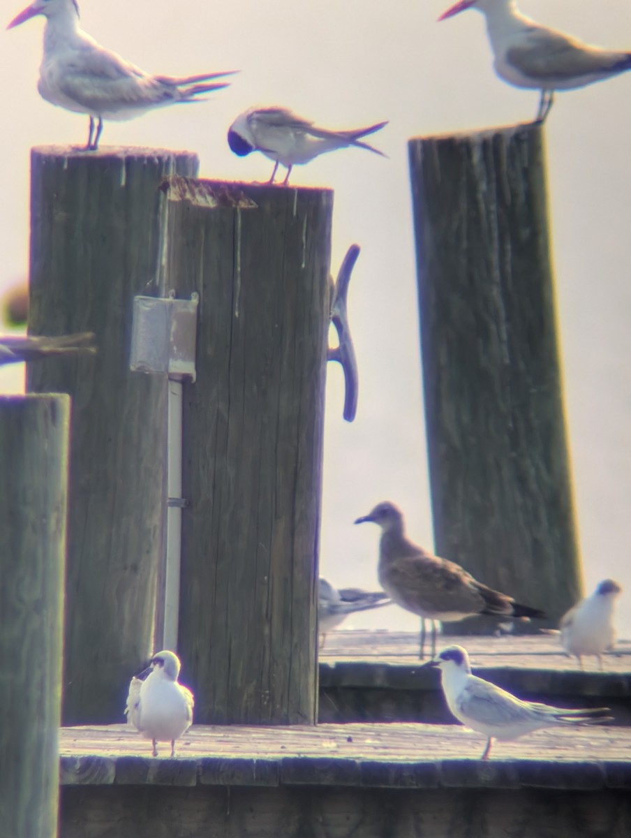 Mouette atricille - ML661490813
