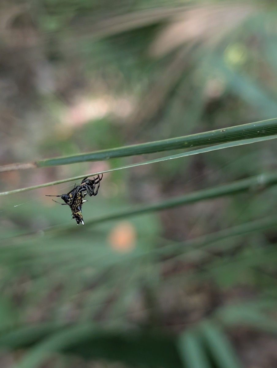 Spined Micrathena - ML661490855