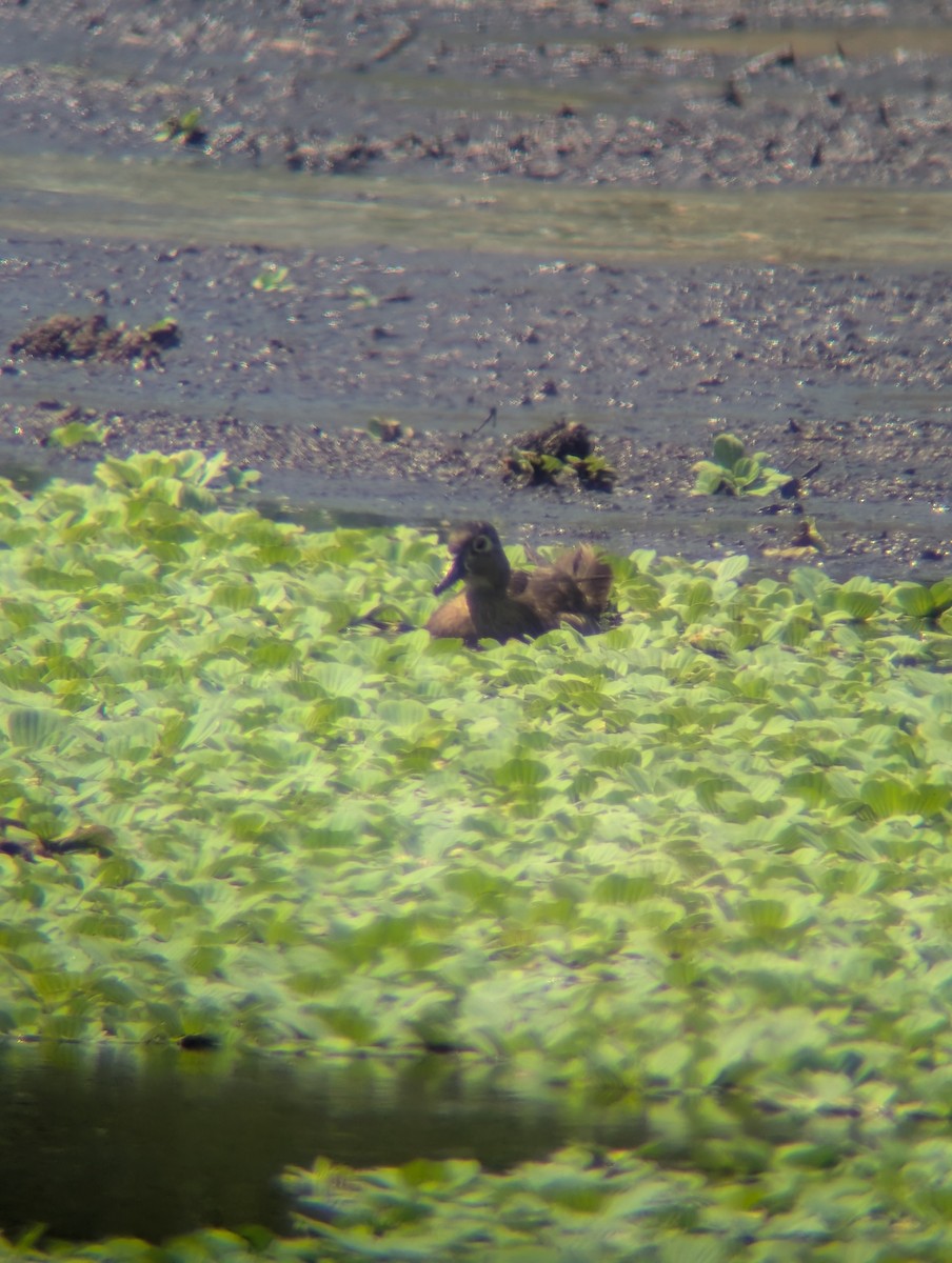 Canard branchu - ML661490908