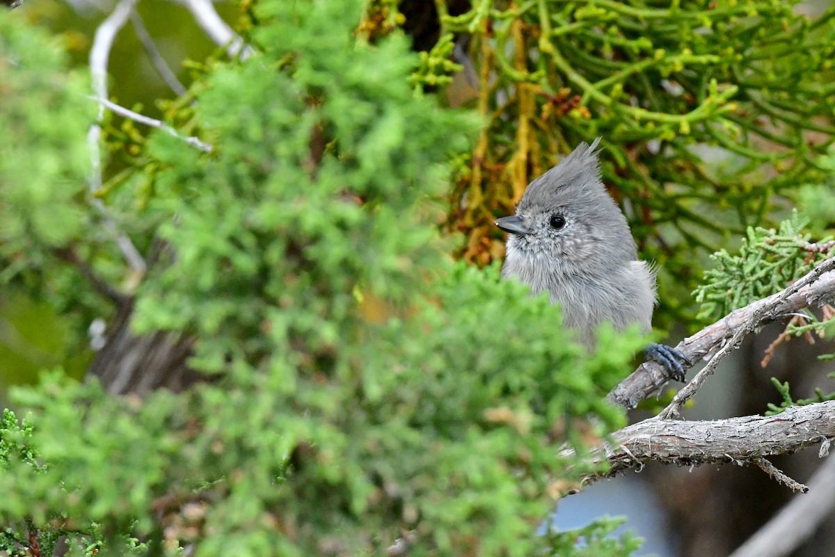 Juniper Titmouse - ML66149141