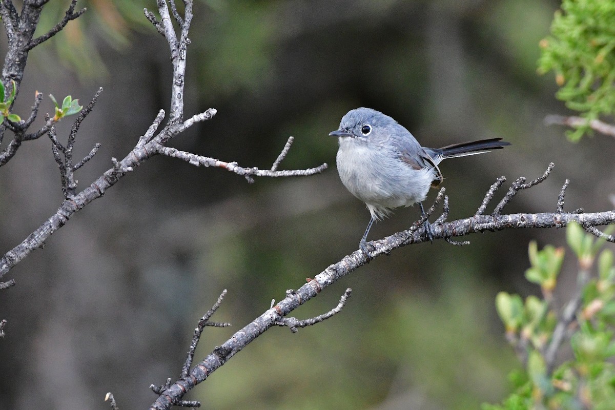 Blue-gray Gnatcatcher - Bryan Calk