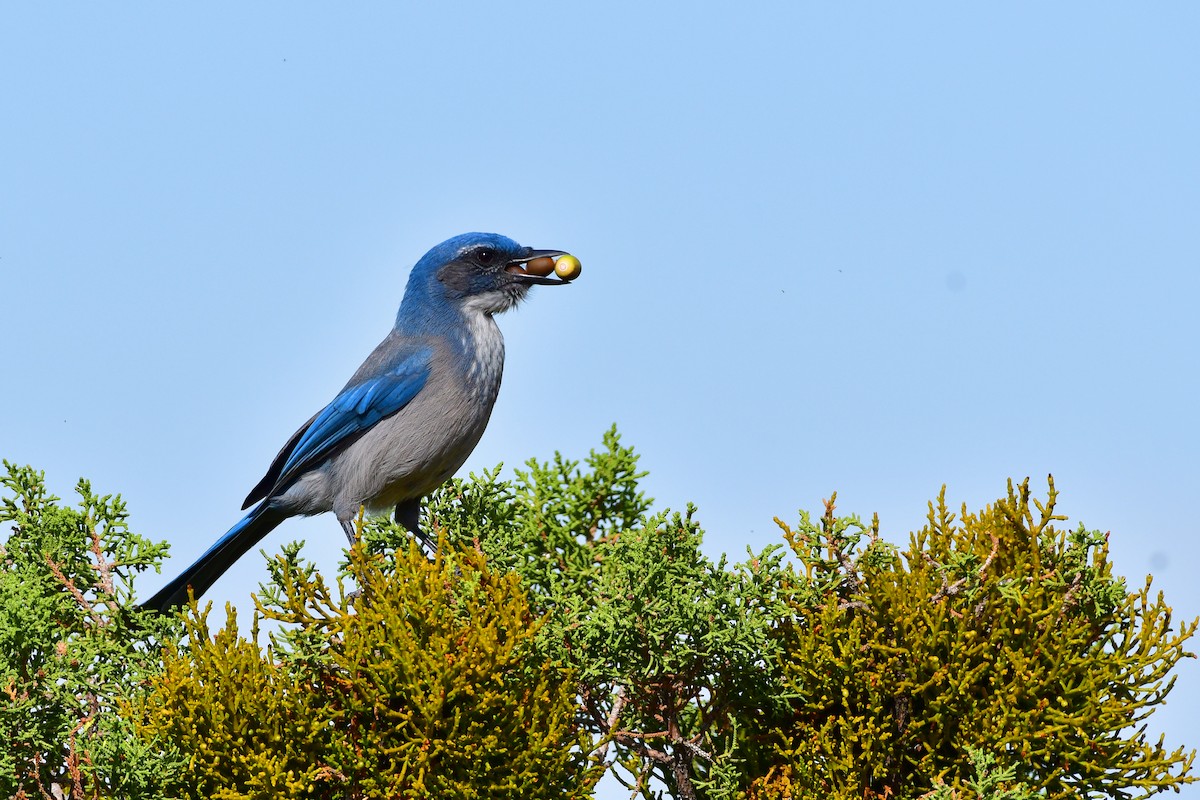 Woodhouse's Scrub-Jay - Bryan Calk