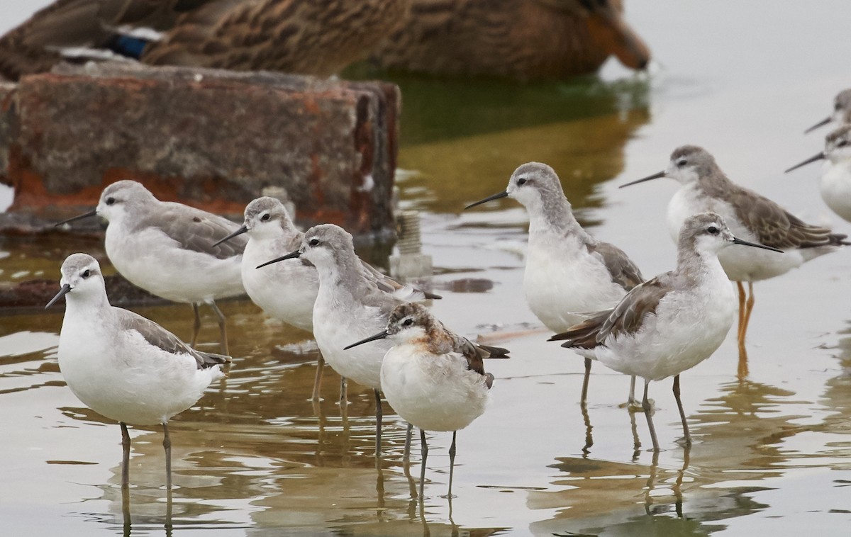 Wilson's Phalarope - ML66149561