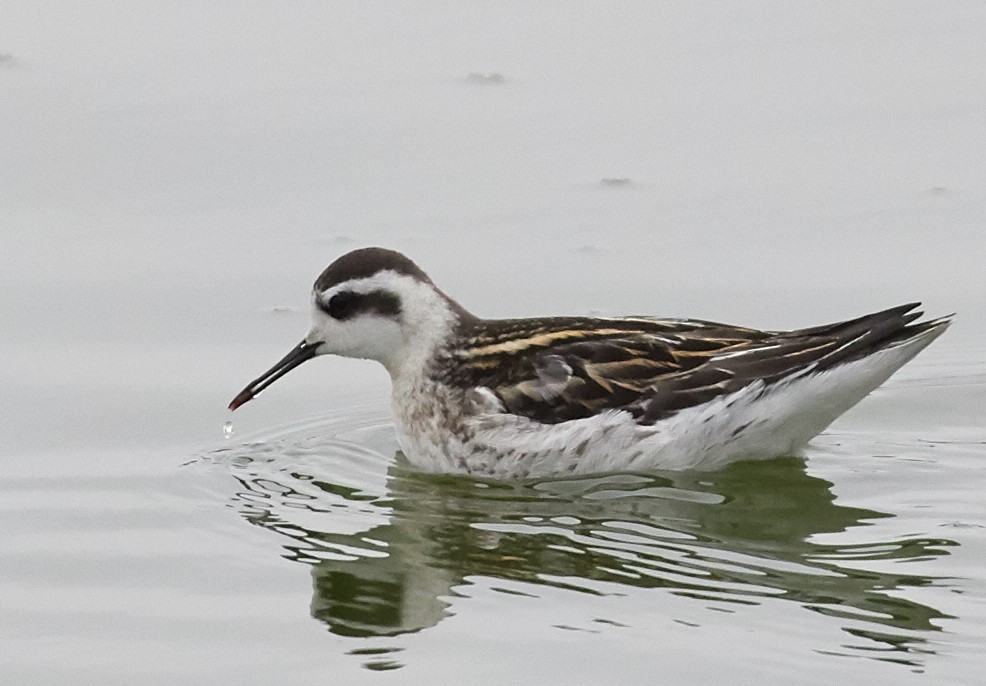 Red-necked Phalarope - ML66149771