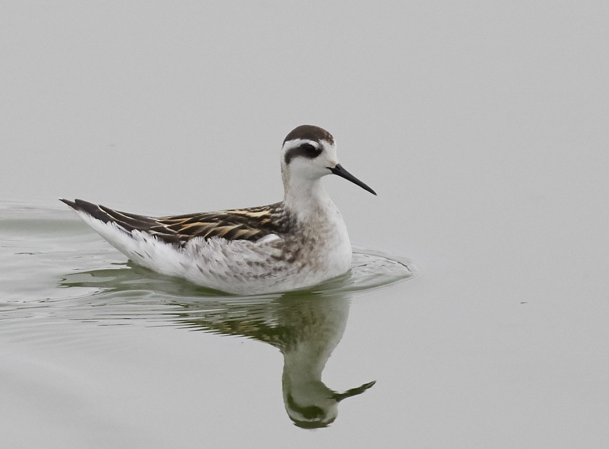 Red-necked Phalarope - ML66149791