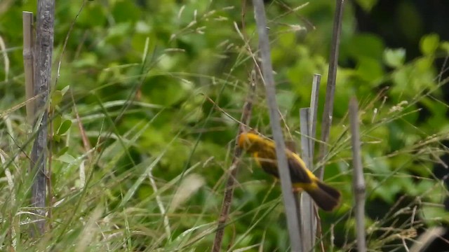 キンイロコウヨウジャク - eBird