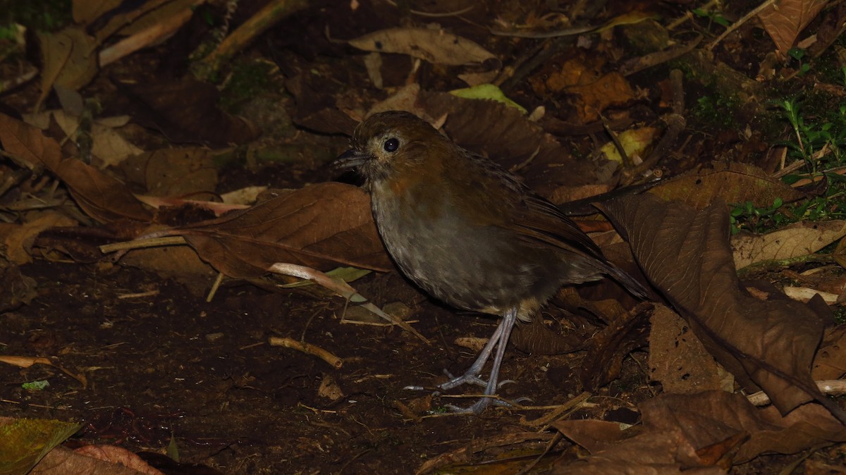 Urrao Antpitta - ML66152831