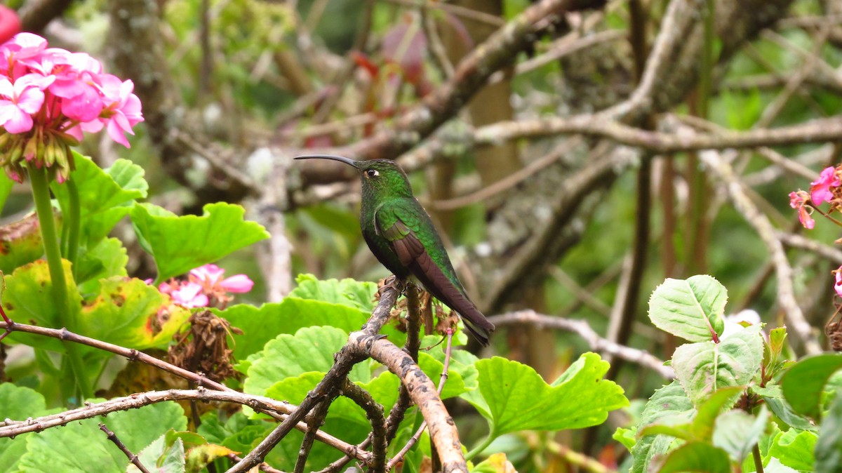 Colibri de Lafresnaye - ML66153491