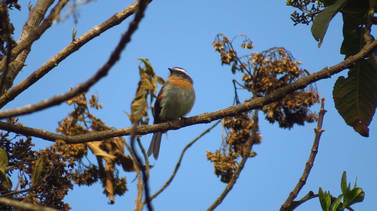 Rufous-breasted Chat-Tyrant - Jorge Muñoz García   CAQUETA BIRDING