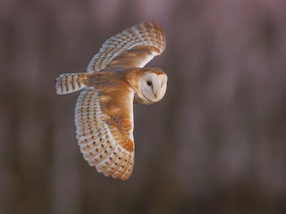  - Western Barn Owl